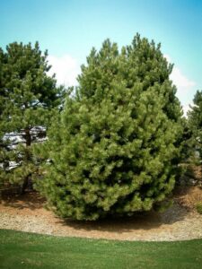 Сосна Чёрная (Pinus Nigra) купить по цене от 270.00р. в интернет-магазине «Посадика» с доставкой почтой в в Солигаличе и по всей России – [изображение №1].