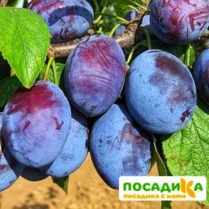 Слива Чачакская ранняя купить по цене от 229.00р. в интернет-магазине «Посадика» с доставкой почтой в в Солигаличе и по всей России – [изображение №1].