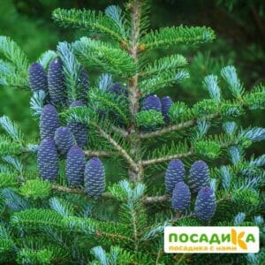 Пихта корейская (Abies koreana) купить по цене от 450.00р. в интернет-магазине «Посадика» с доставкой почтой в в Солигаличе и по всей России – [изображение №1].