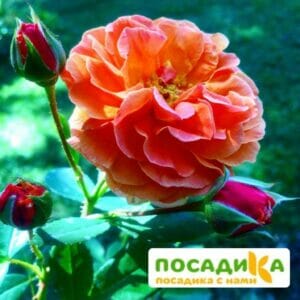 Роза Арабия купить по цене от 350.00р. в интернет-магазине «Посадика» с доставкой почтой в в Солигаличе и по всей России – [изображение №1].