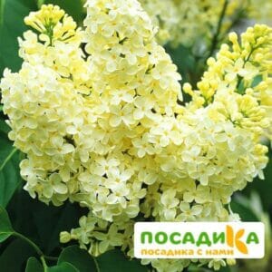 Сирень Примроуз (Primrose) купить по цене от 529.00р. в интернет-магазине «Посадика» с доставкой почтой в в Солигаличе и по всей России – [изображение №1].