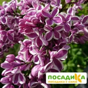 Сирень Сенсация купить по цене от 529.00р. в интернет-магазине «Посадика» с доставкой почтой в в Солигаличе и по всей России – [изображение №1].