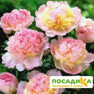 Пион Распберри Сандей (Paeonia Raspberry Sundae) купить по цене от 959р. в интернет-магазине «Посадика» с доставкой почтой в в Солигаличе и по всей России – [изображение №1].