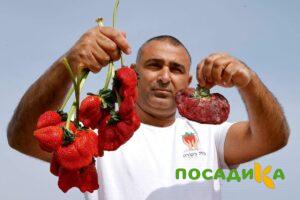 Клубника Гигант Джорнея купить по цене от 266р. в интернет-магазине «Посадика» с доставкой почтой в в Солигаличе и по всей России – [изображение №1].
