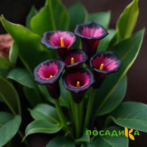 Калла Аура Лейс купить по цене от 400р. в интернет-магазине «Посадика» с доставкой почтой в в Солигаличе и по всей России – [изображение №1].