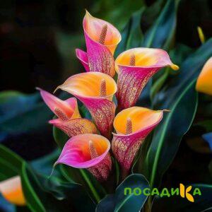 Калла Оникс купить по цене от 450р. в интернет-магазине «Посадика» с доставкой почтой в в Солигаличе и по всей России – [изображение №1].