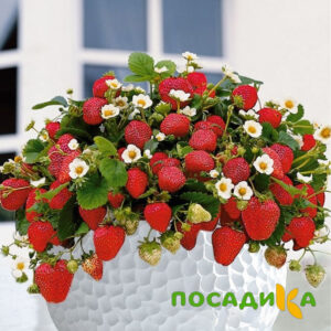 Клубника Рубиновый Шепот (горшечная) купить по цене от 240р. в интернет-магазине «Посадика» с доставкой почтой в в Солигаличе и по всей России – [изображение №1].