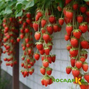 Клубника вьющаяся Комплимент купить по цене от 470р. в интернет-магазине «Посадика» с доставкой почтой в в Солигаличе и по всей России – [изображение №1].