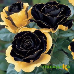 Роза Ханни Сикл купить по цене от 700р. в интернет-магазине «Посадика» с доставкой почтой в в Солигаличе и по всей России – [изображение №1].