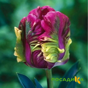 Тюльпан Экзотик Хэвен купить по цене от 186р. в интернет-магазине «Посадика» с доставкой почтой в в Солигаличе и по всей России – [изображение №1].