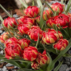 Тюльпан Ап Пинк купить по цене от 390р. в интернет-магазине «Посадика» с доставкой почтой в в Солигаличе и по всей России – [изображение №1].