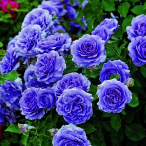 Роза Блю Мун купить по цене от 450р. в интернет-магазине «Посадика» с доставкой почтой в в Солигаличе и по всей России – [изображение №1].