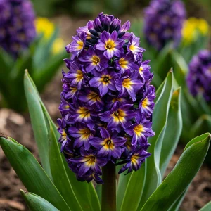 Гиацинт Вельвет Колор купить по цене от 2099р. в интернет-магазине «Посадика» с доставкой почтой в в Солигаличе и по всей России – [изображение №1].