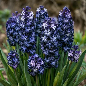 Гиацинт Блум Клауд купить по цене от 2099р. в интернет-магазине «Посадика» с доставкой почтой в в Солигаличе и по всей России – [изображение №1].