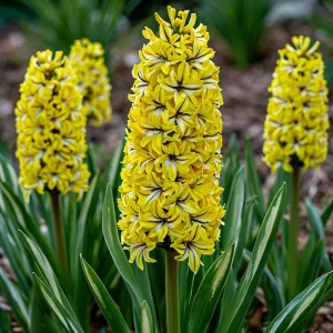 Гиацинт Сансет Голд купить по цене от 2099р. в интернет-магазине «Посадика» с доставкой почтой в в Солигаличе и по всей России – [изображение №1].