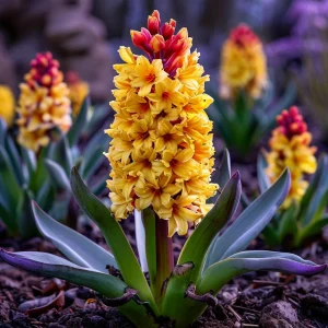 Гиацинт Миднайт Мистери купить по цене от 2099р. в интернет-магазине «Посадика» с доставкой почтой в в Солигаличе и по всей России – [изображение №1].