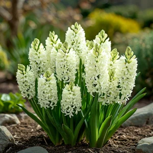 Гиацинт Дрим Трейл купить по цене от 2099р. в интернет-магазине «Посадика» с доставкой почтой в в Солигаличе и по всей России – [изображение №1].